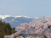 高遠城址公園の桜と中央アルプス