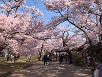 4月4日の高遠城址公園