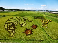 菊川市下内田の「田んぼアート」