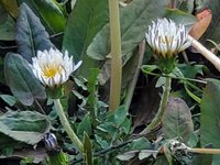 白花タンポポ