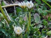 白花タンポポ