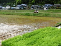 田植え