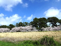 堤防の桜並木