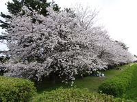 堤防の桜並木