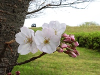 天竜川左岸堤防の桜