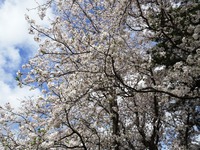 堤防の桜並木