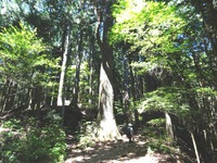 天狗杉