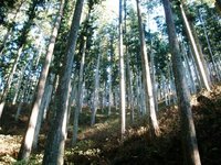 「瀬尻スギ展示林」