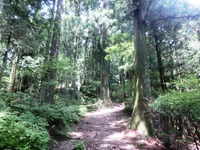 天狗杉