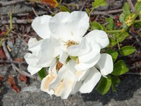 テリハノイバラ