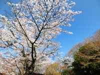 鳥羽山公園の桜