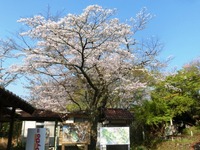 鳥羽山公園