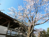 鳥羽山公園の桜