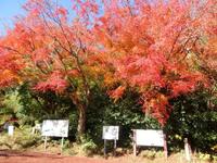 鳥羽山公園駐車場の紅葉