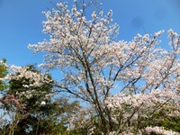 鳥羽山公園