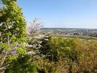 鳥羽山公園の桜