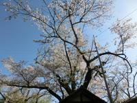 鳥羽山公園の桜