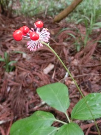 トチバニンジンの実
