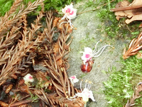 栃の落花