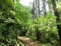 登城道