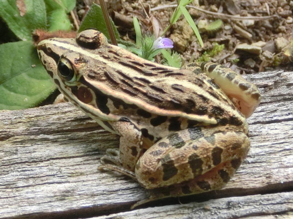 秋の自然を訪ねて枯山を歩く④―トノサマガエル l 自然と歴史の中を歩く！