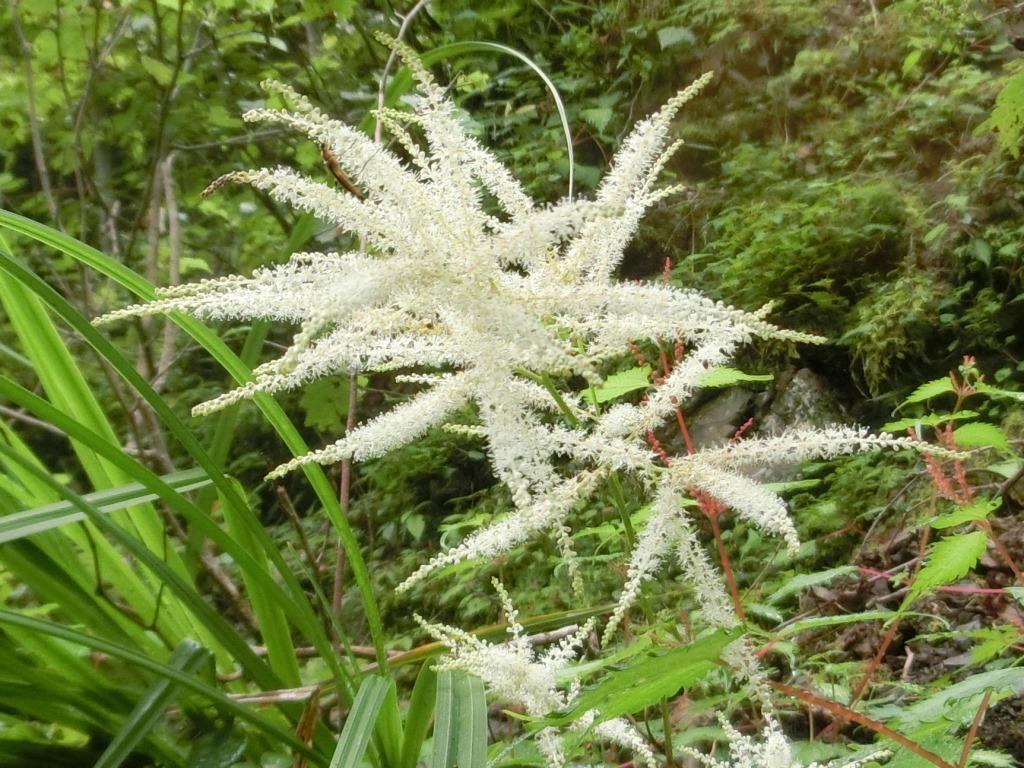 雨粒光る 野鳥の森 を歩く マタタビとトリアシショウマ L 自然と歴史の中を歩く