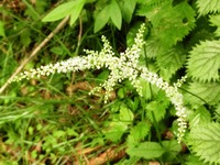 トリアシショウマ