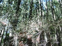 土佐坂のクロモジ