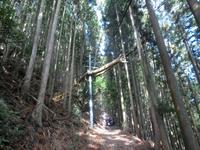 土佐坂の倒木