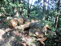 玉切りされた倒木