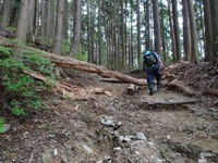 2本目の倒木