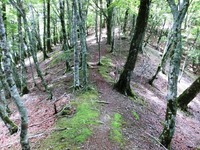 登山道