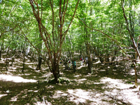 明るい登山道