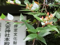 ツクバネウツギ