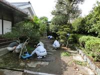 旧津倉家住宅庭園の草取り