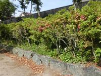 旧津倉家住宅庭園草取り前