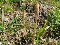 3月7日のご近所散歩①―ツクシ