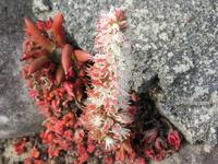 ツメレンゲの花