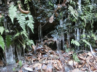 氷柱
