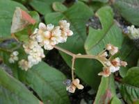 ツルソバの花