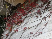 蔦紅葉