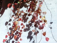 蔦紅葉