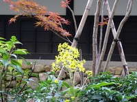ツワブキ