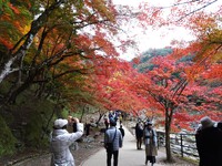 もみじのトンネル