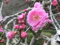 梅の花