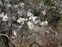 梅の花