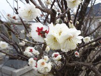 梅の花