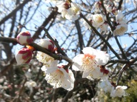 梅の花