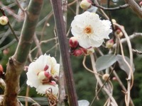 梅の花