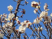 「花の寺」保福寺の春！②―梅の花いろいろ